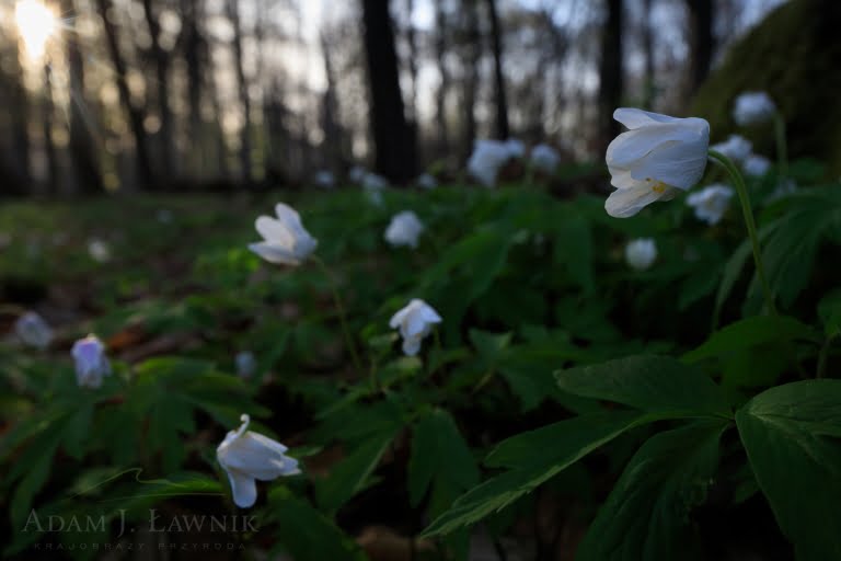 Świętokrzyski Park Narodowy Zawilec gajowy 1804 00428C