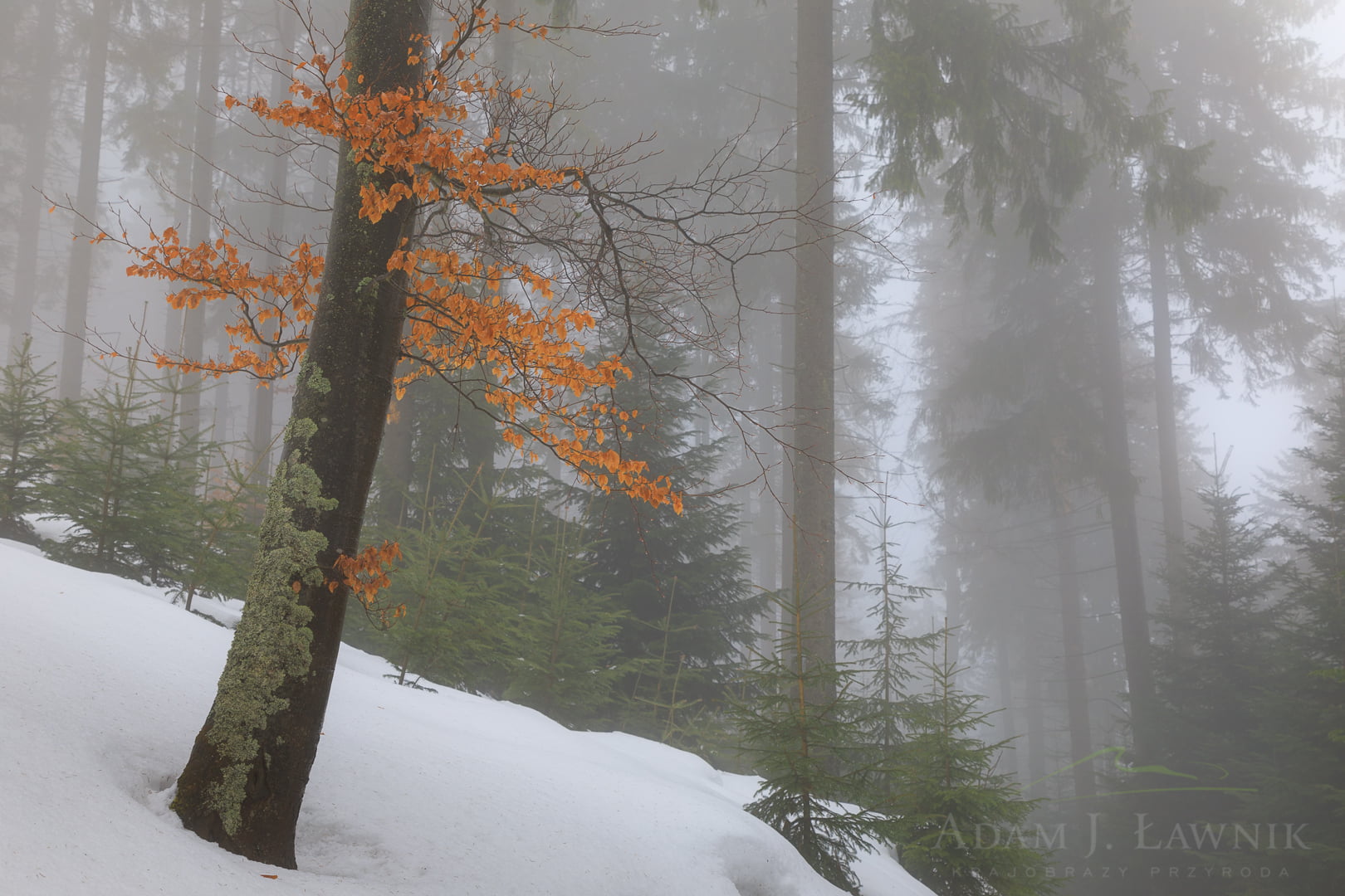 Zimowy las we mgle