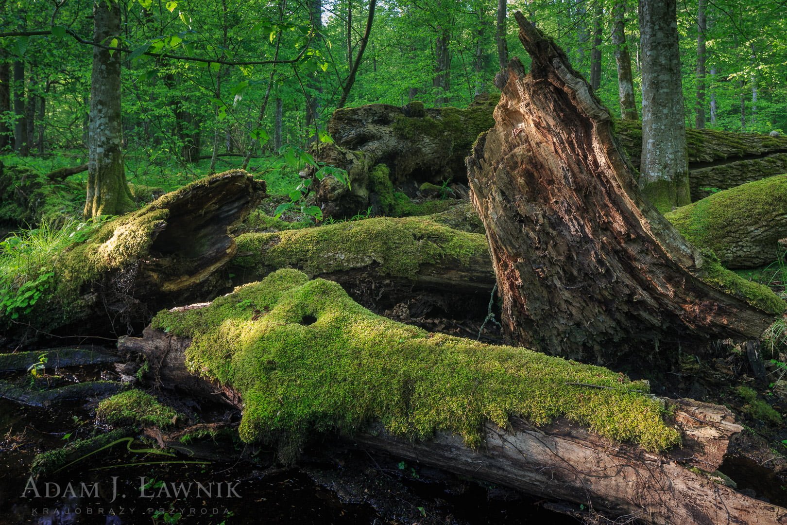 Martwe drewno w Białowieskim Parku Narodowym