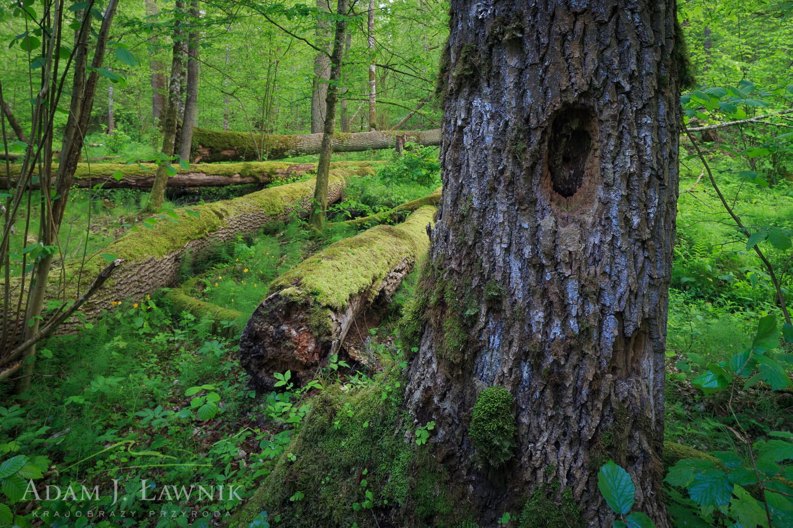 Drzewo dziuplaste w Białowieskim Parku Narodowym