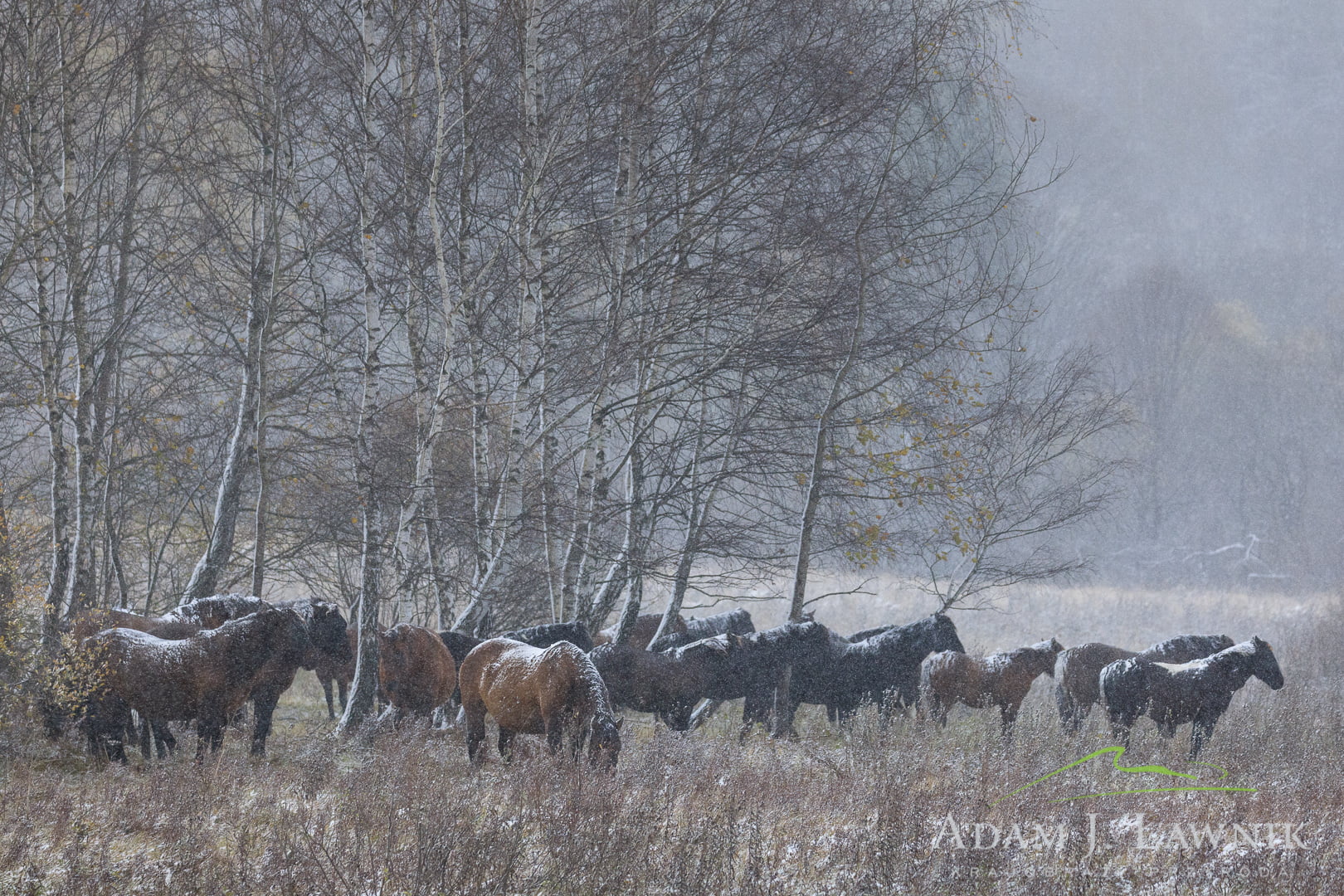 Stado dzikich koni w Bieszczadach