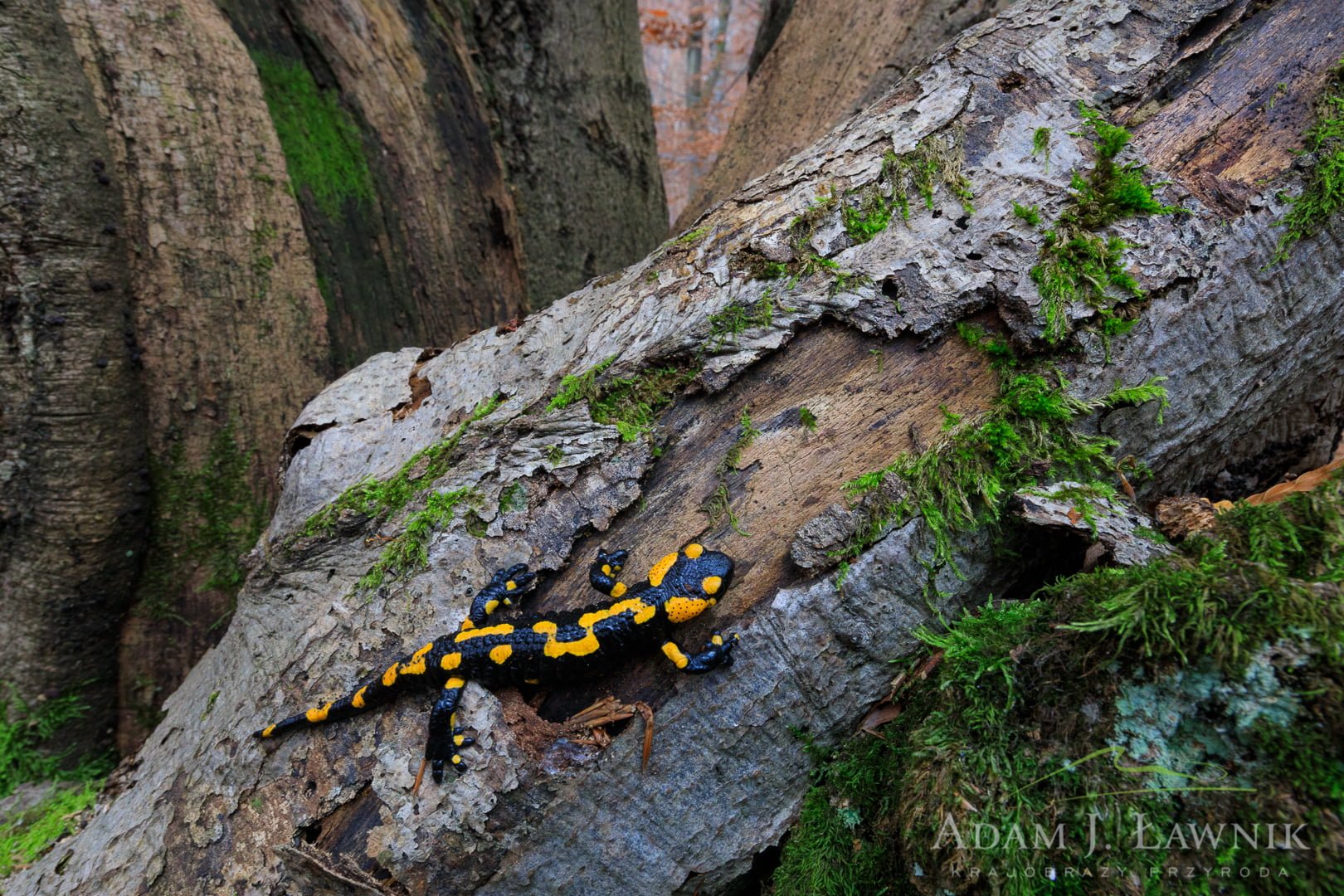 Salamandra plamista w Magurskim Parku Narodowym