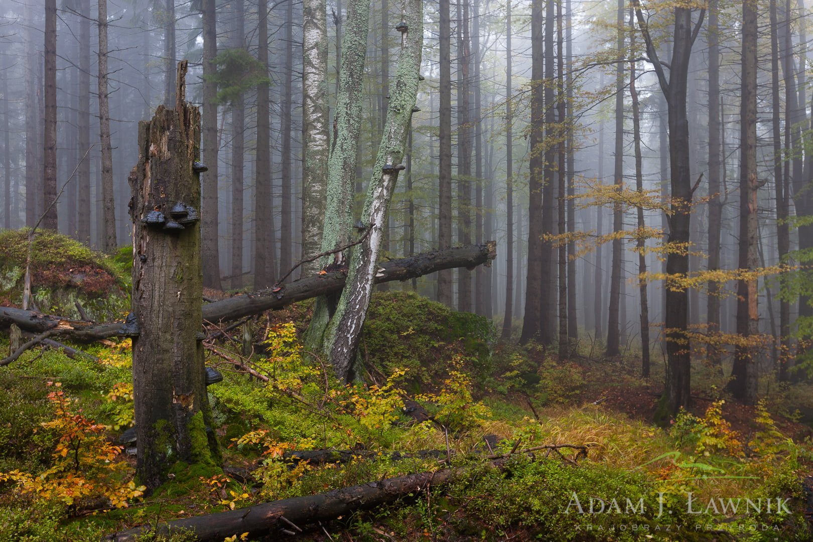 Jesienny las spowity poranną mgłą