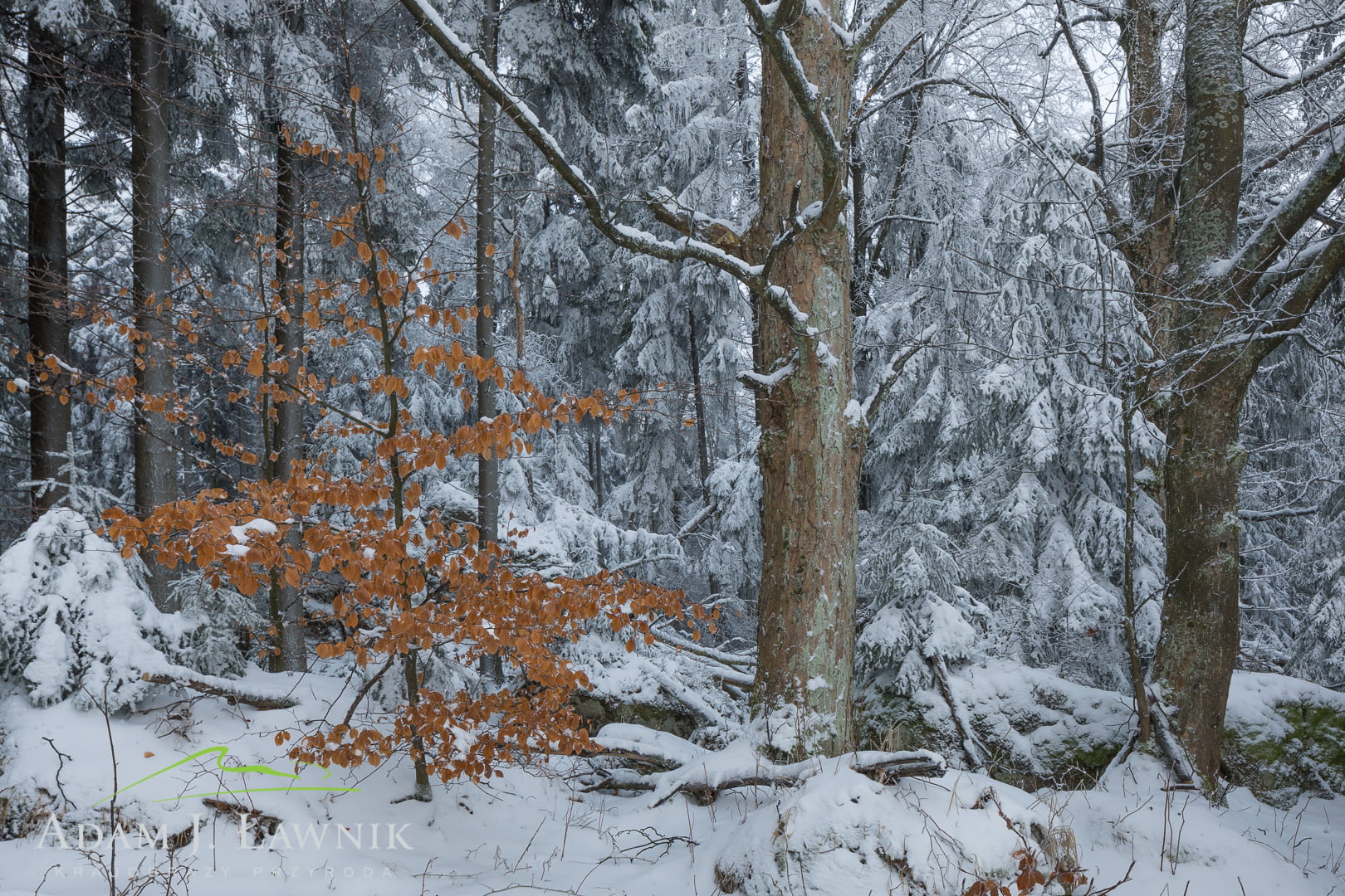 Kolorowy buk na tle zimowego lasu