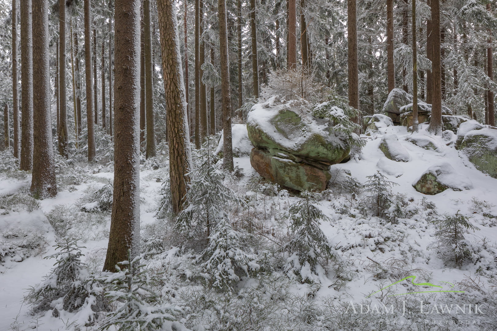 Skalny grzyb w zimowym lesie