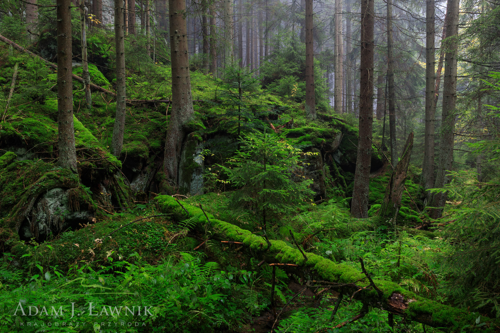 Naturalny las w Parku Narodowym Gór Stołowych