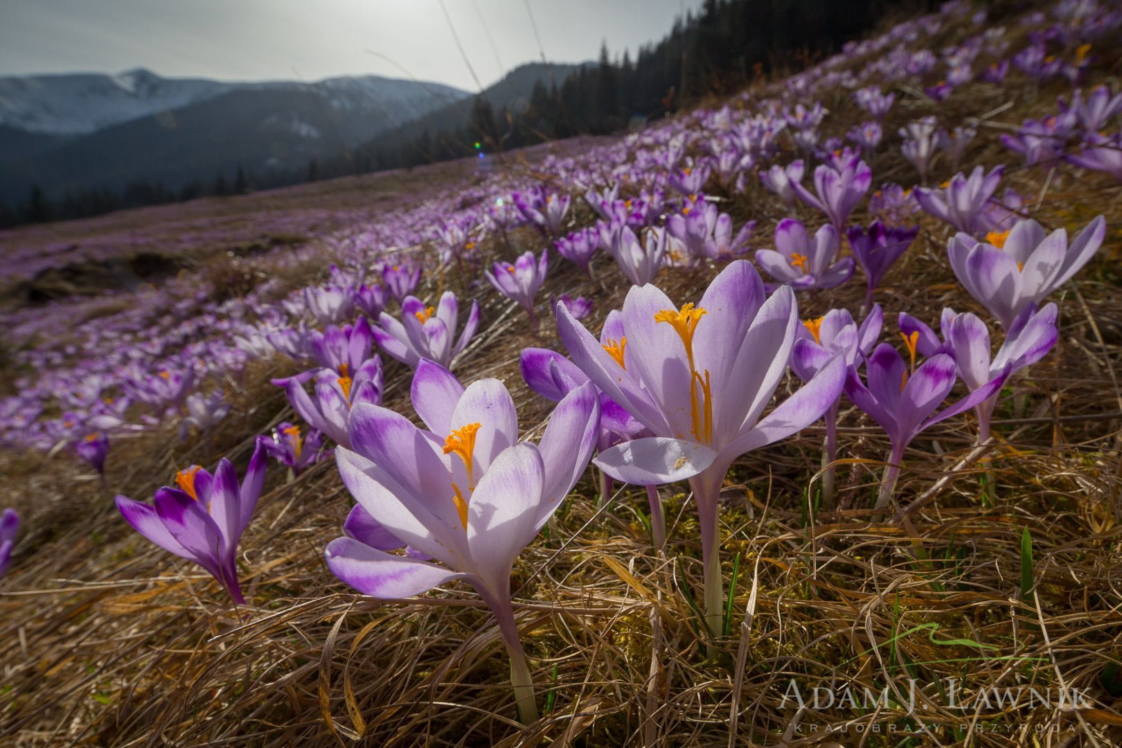 Kwitnące krokusy w Dolinie Chochołowskiej w Tatrach
