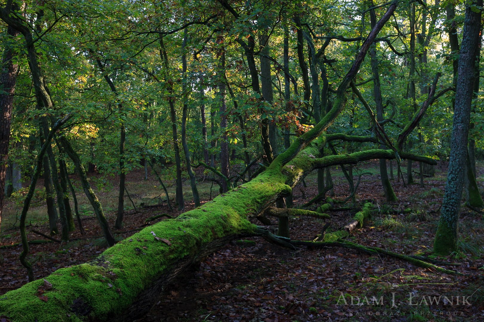 Przewrócone drzewo w rezerwacie Grabina w Wielkopolskim Parku Narodowym