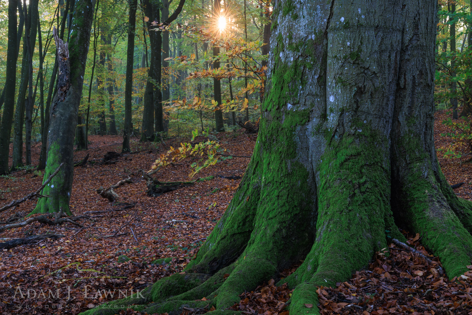 Woliński Park Narodowy 2410-00037C