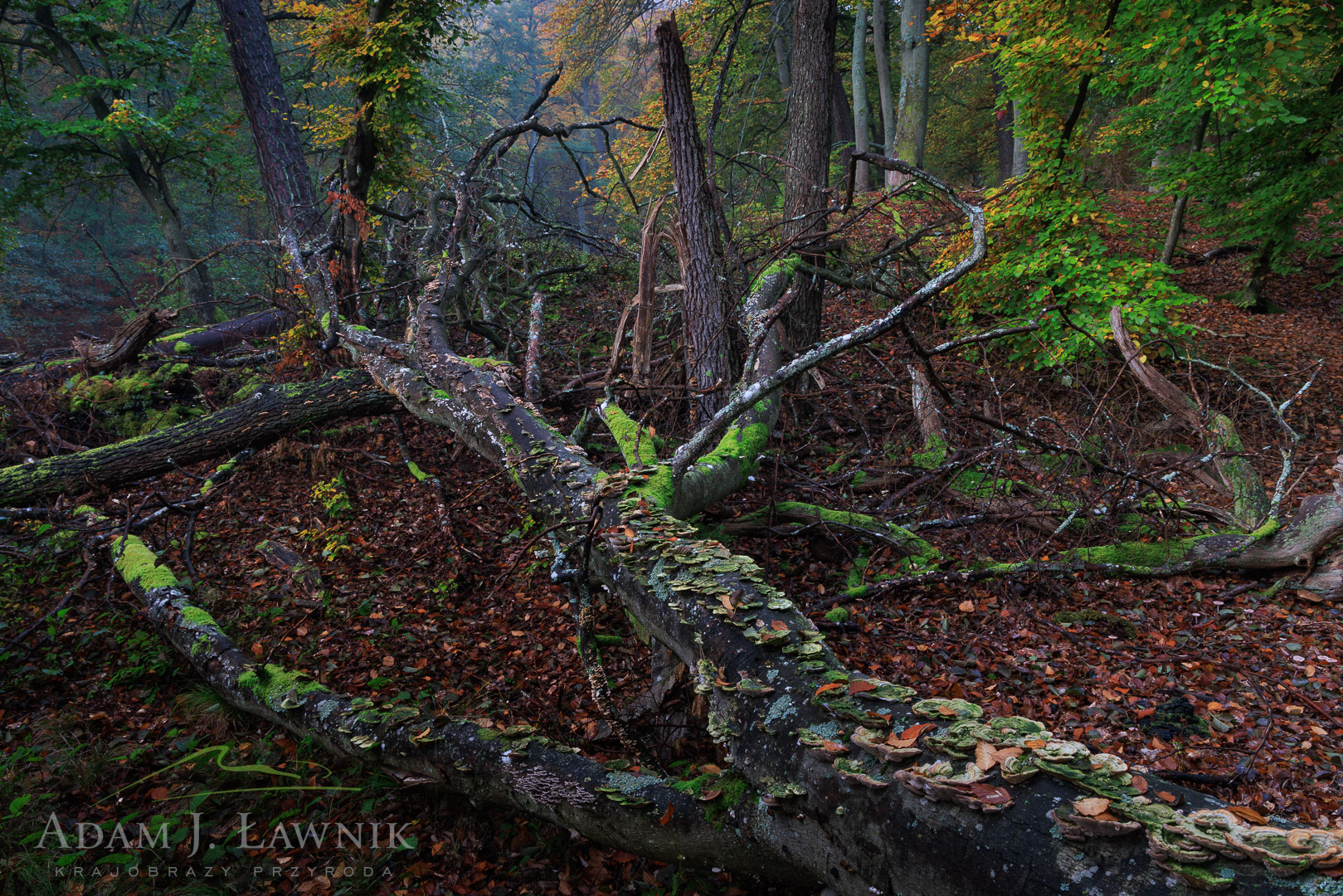 Woliński Park Narodowy 2410-00047C