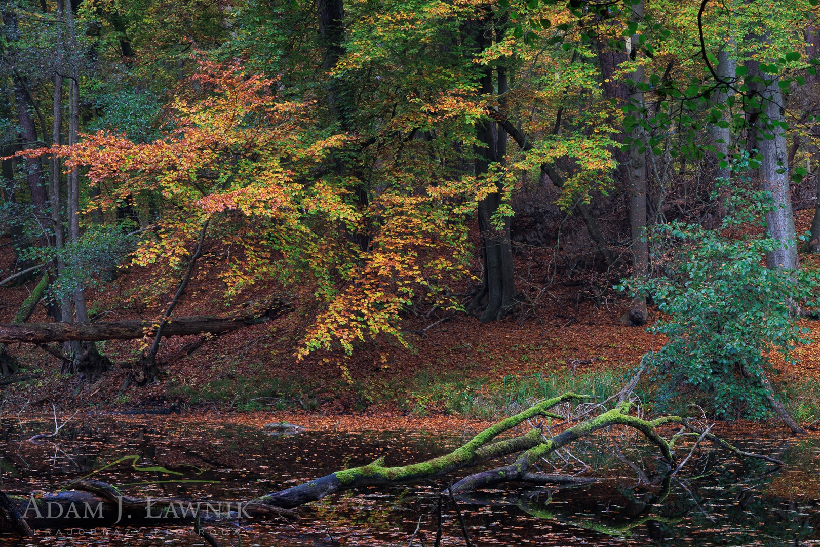 Woliński Park Narodowy 2410-00052C