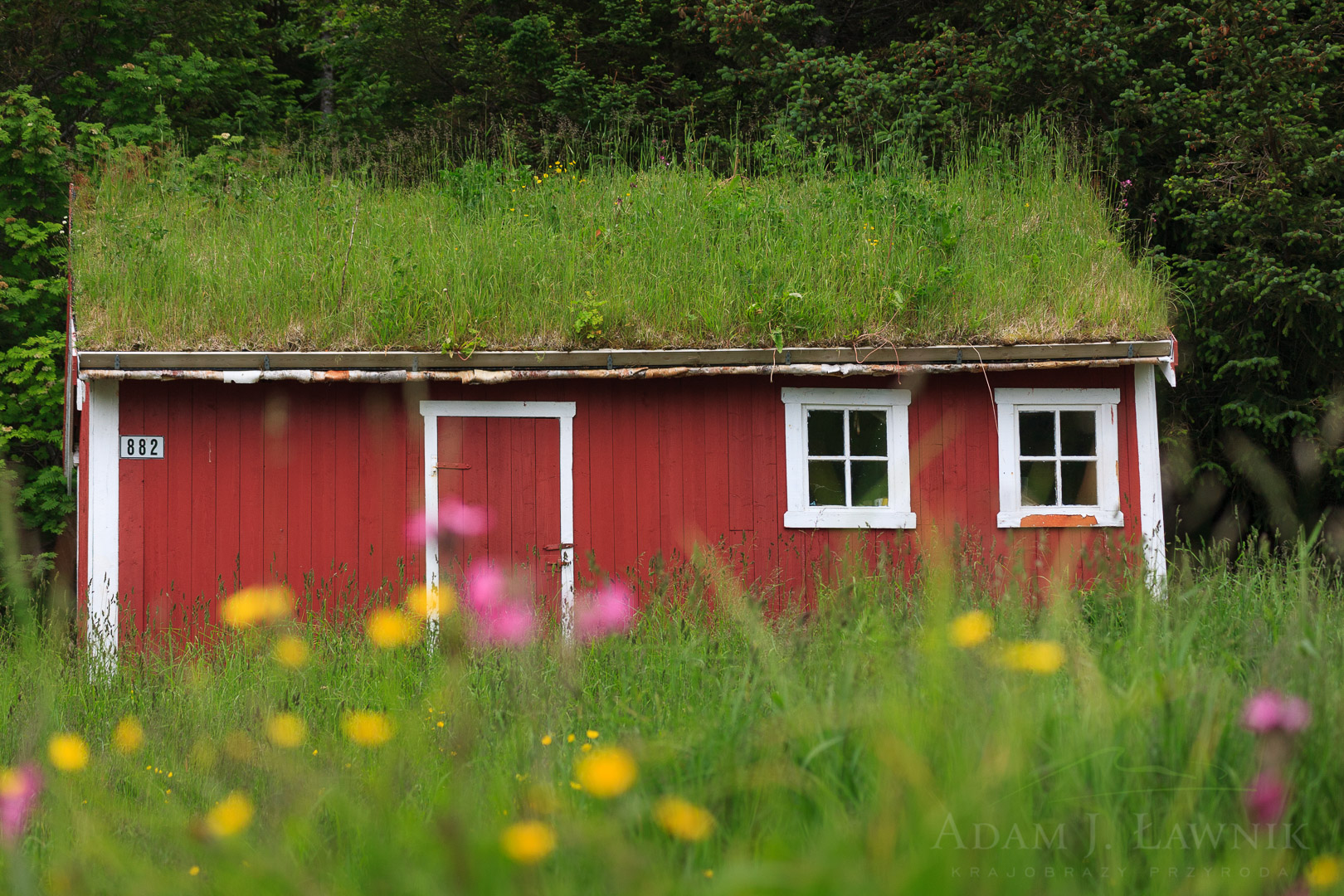 Czerwony domek porośnięty trawą