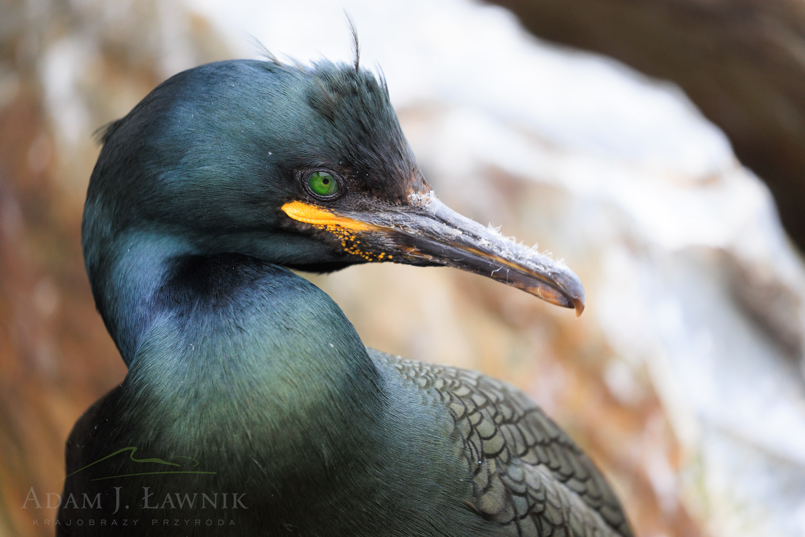 Portret kormorana czubatego